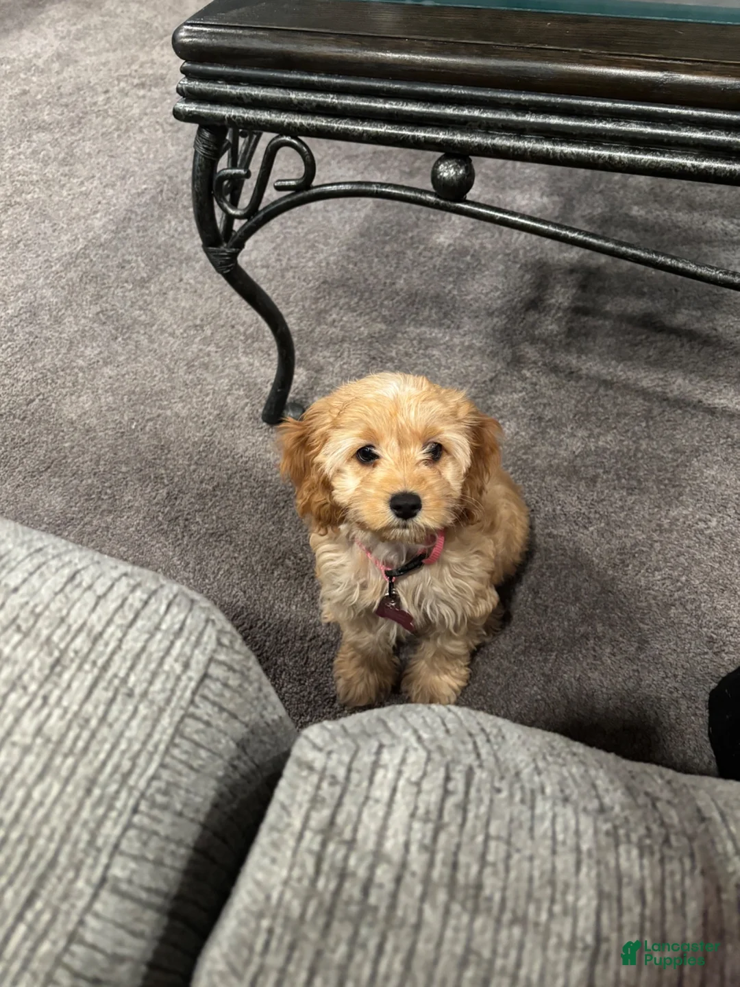 Cockapoo dogs for sale: Cockapoo 1 - Ad 2