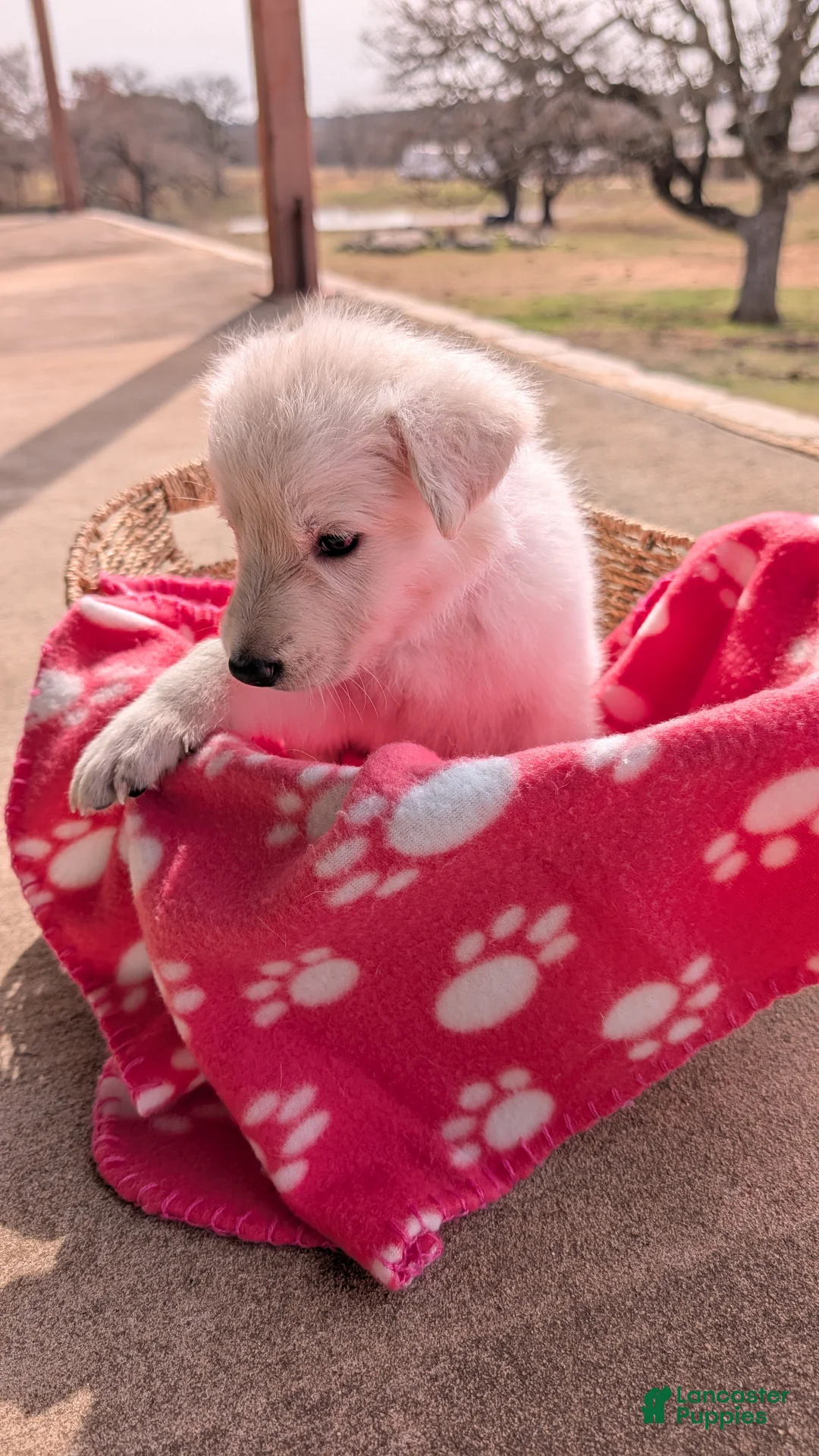 German Shepherd dogs for sale: Whitney - Ad 2