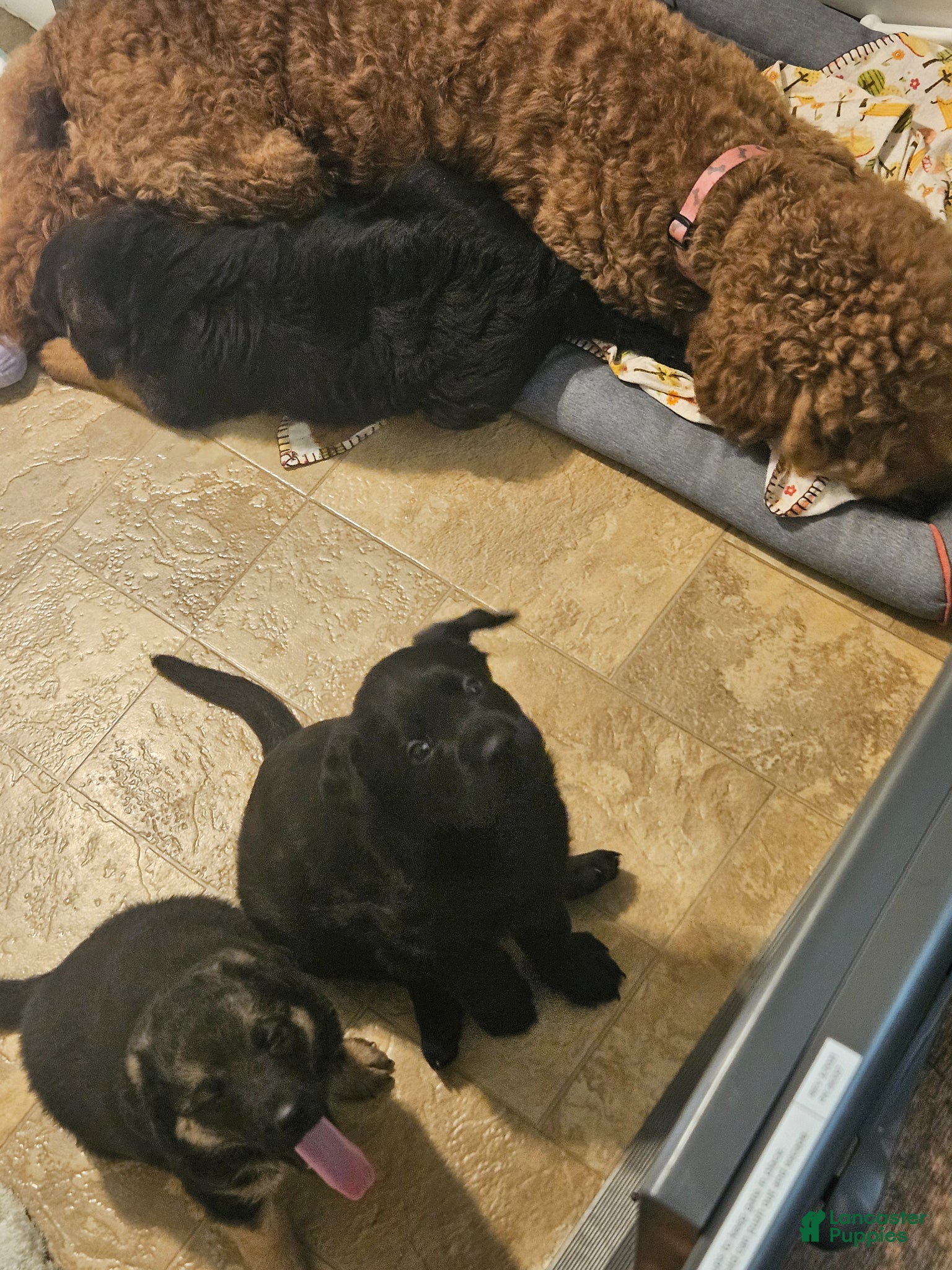 Mixed Breed dogs for sale: Axe - Ad 4