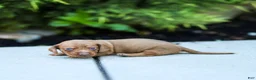 Miniature Dachshund dogs for sale: Mylan Miniature Dachshund  - Ad 3