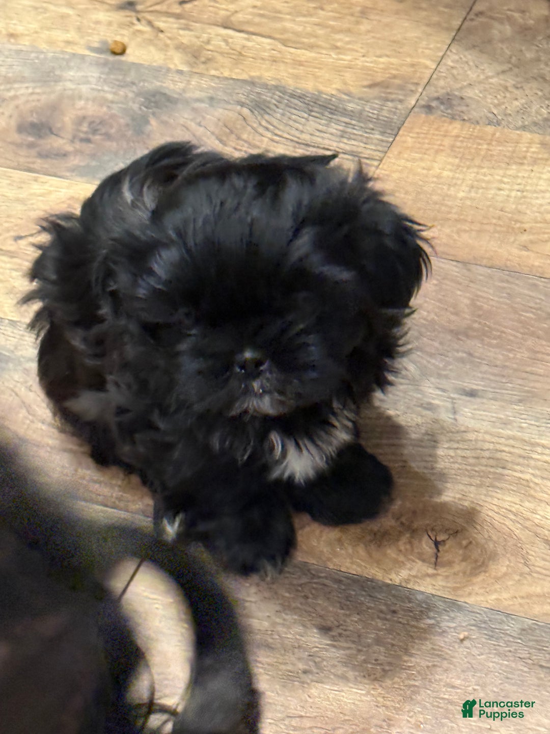 Shih Tzu dogs for sale: Raven - Ad 8