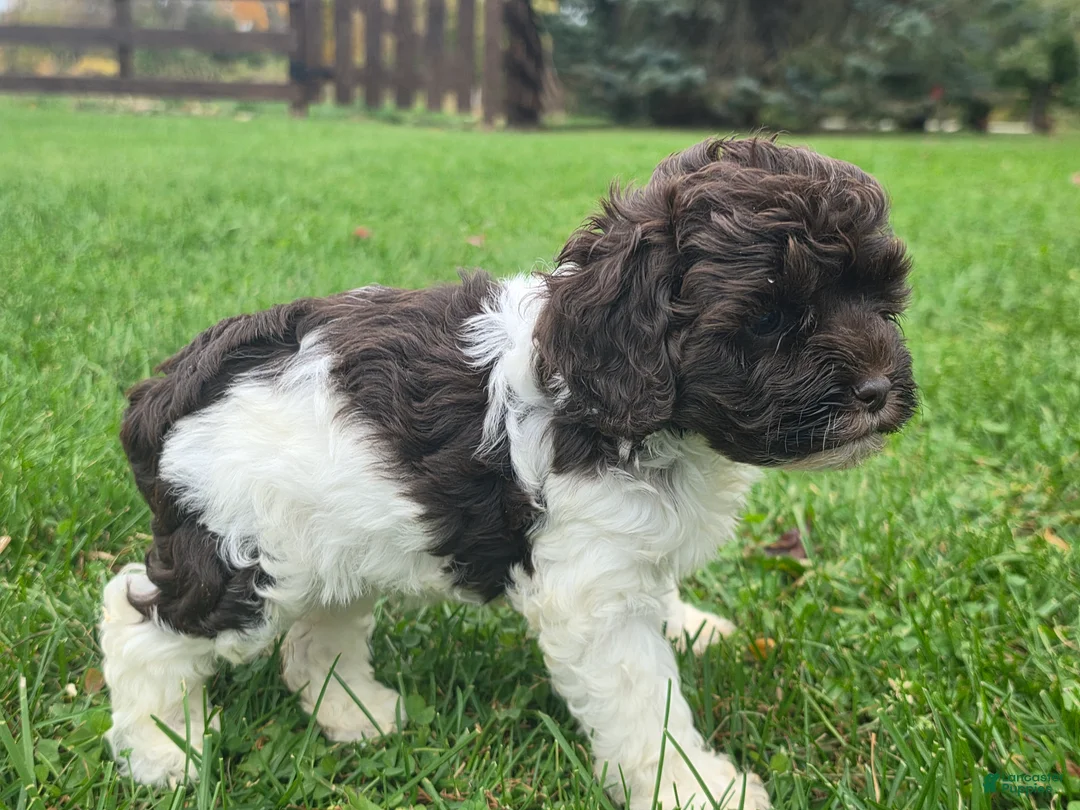 Cockapoo dogs for sale: Cockapoo Female 3 - Ad 3