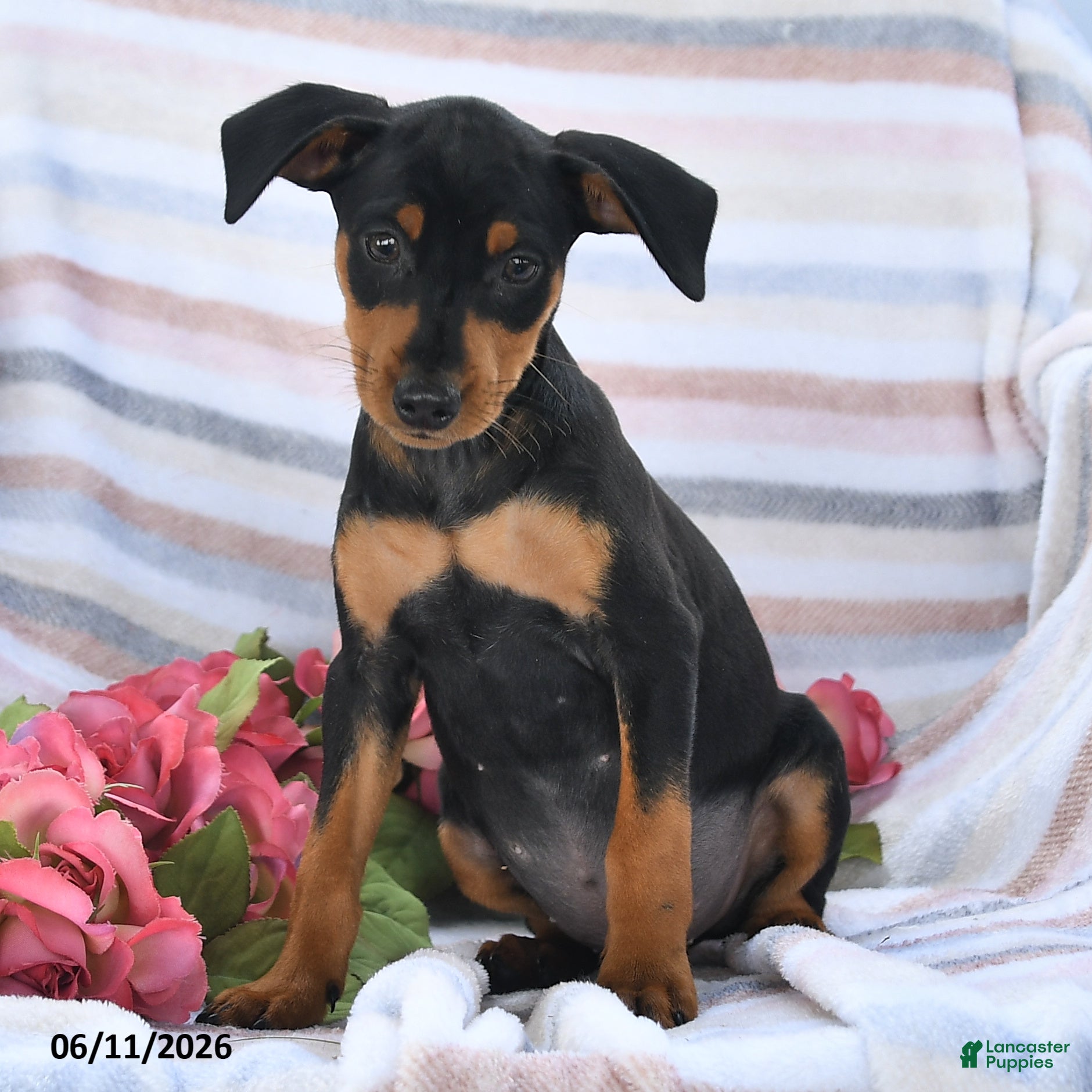 Miniature Pinscher dogs Chase - Ad 1
