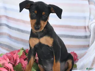 Miniature Pinscher dogs for sale: Chase - Ad 2