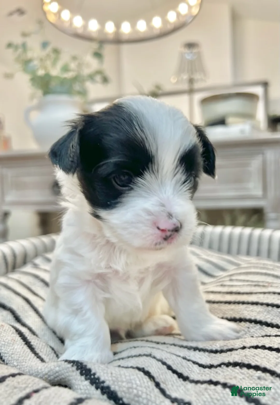 Yorkshire Terrier dogs for sale: Toby - Ad 7