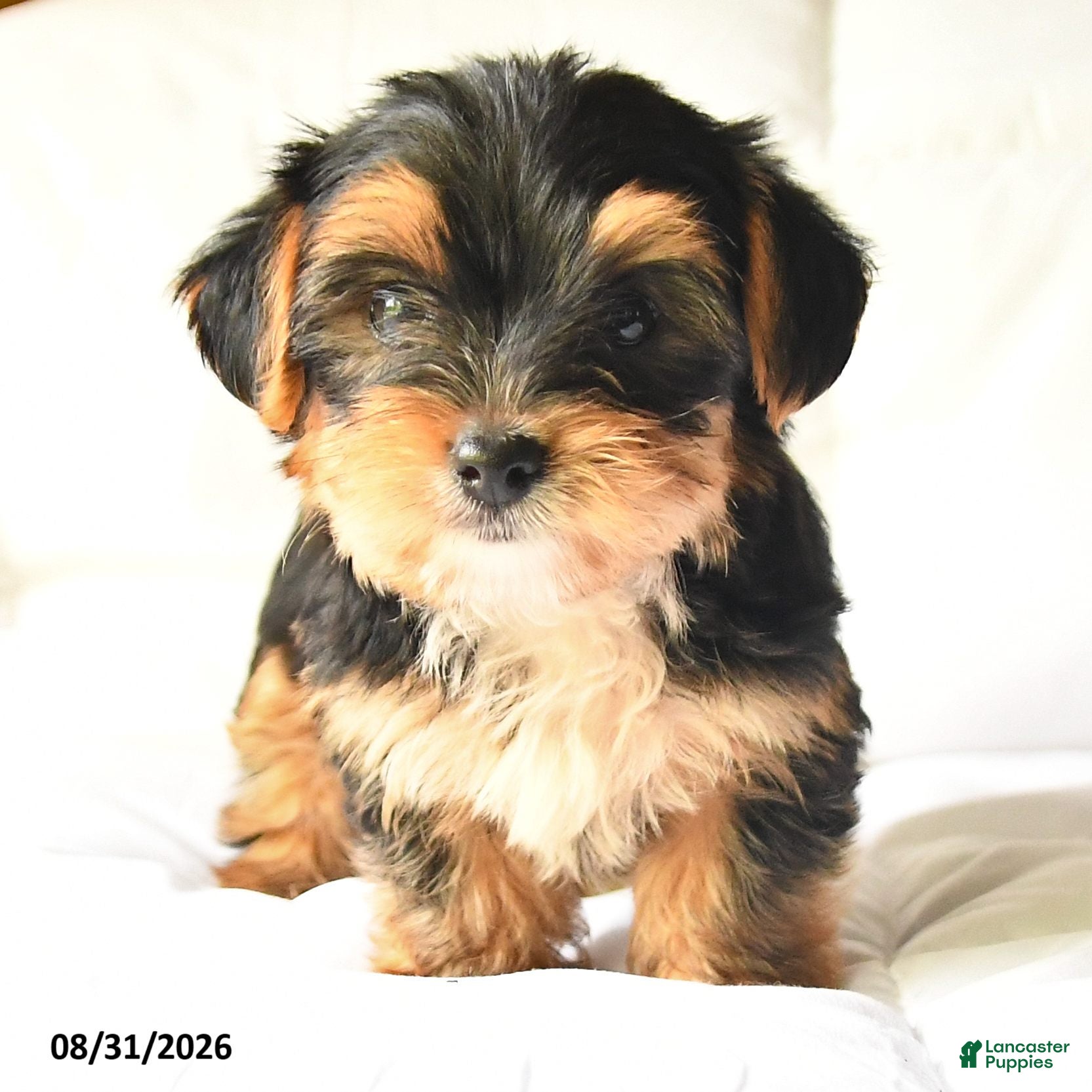 Yorkshire Terrier dogs Amos - Ad 2