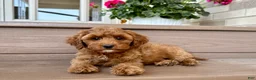 Cockapoo dogs for stud: Cockapoo 4 puppies - Ad 3