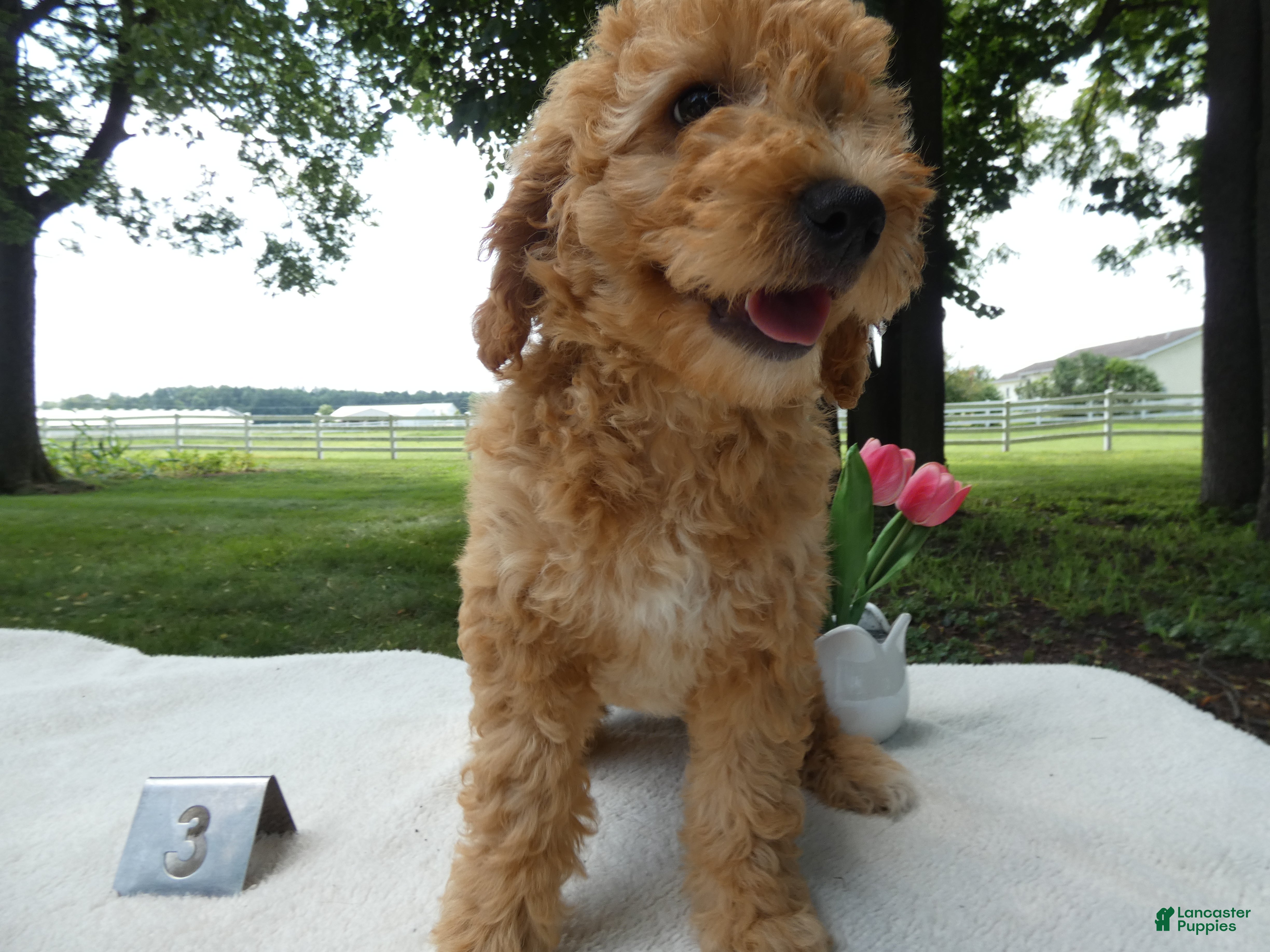 Mini Goldendoodle dogs Mini Goldendoodle 3 Kelly - Ad 8