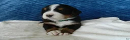 Bernese Mountain Dog dogs for sale: Bear - Ad 2