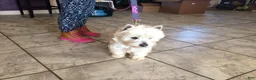 West Highland Terrier dogs for sale: West Highland Terrier 1 - Ad 5