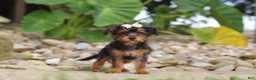 Yorkiepoo dogs for sale: Riot - Ad 3