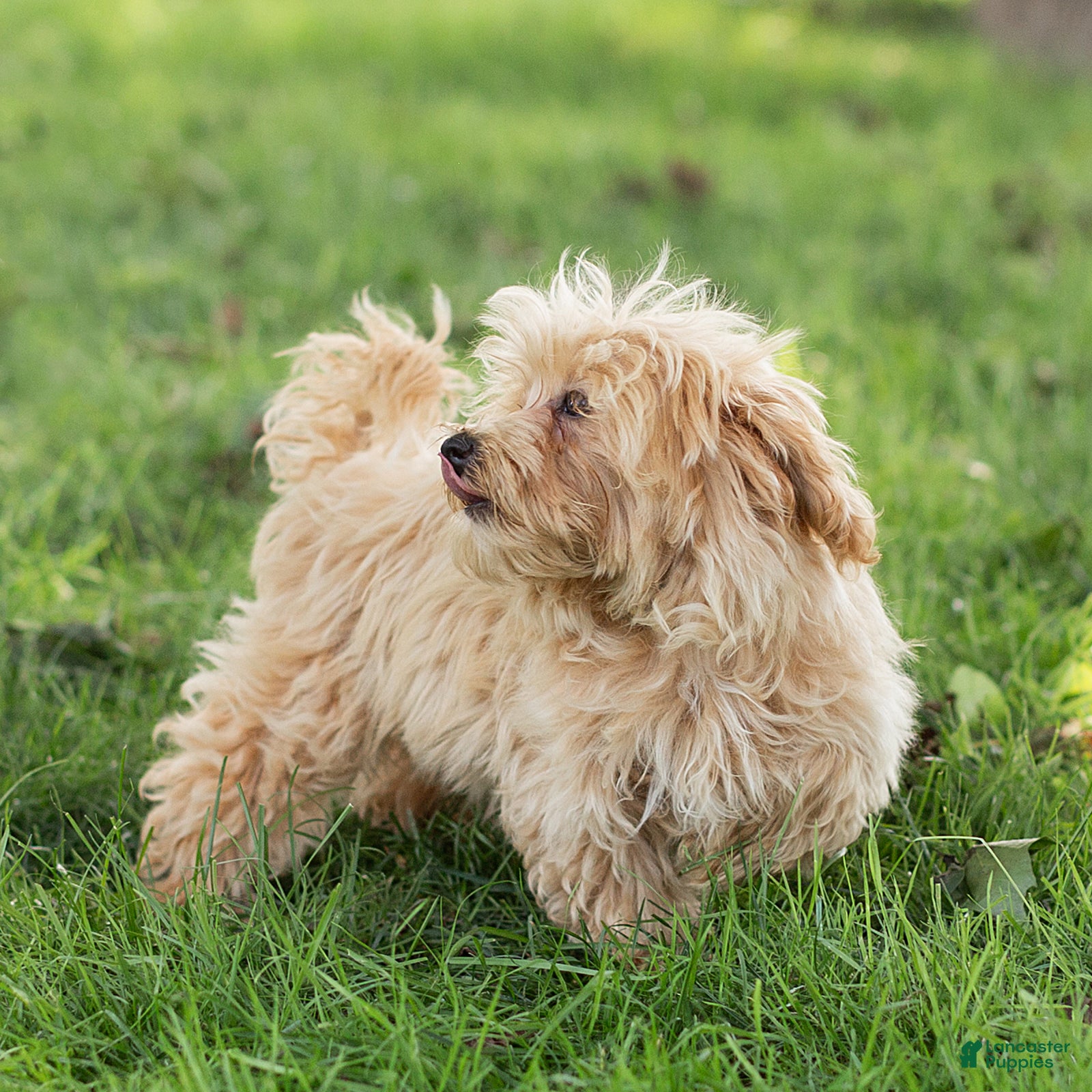 Maltipoo dogs Nacho Maltipoo Puppy  - Ad 2