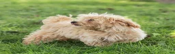 Maltipoo dogs for sale: Nacho Maltipoo Puppy  - Ad 2