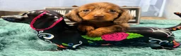 Miniature Dachshund dogs for sale: Champion bred lh female import dapple - Ad 8