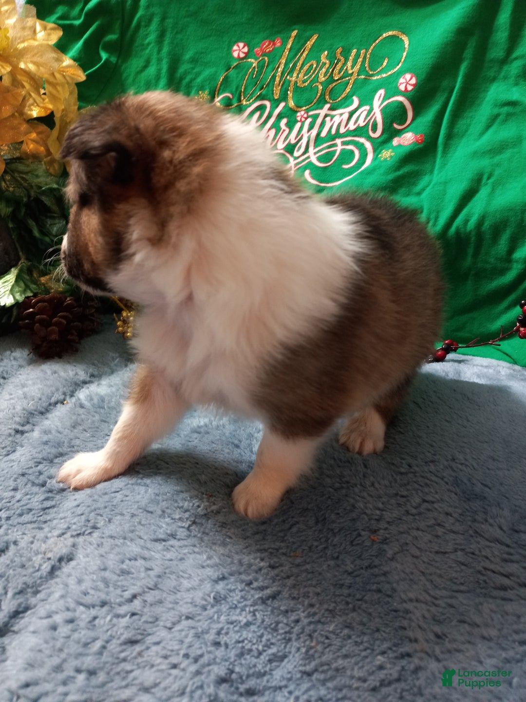 Shetland Sheepdog dogs for sale: AKC Clifford  - Ad 3