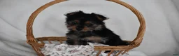Yorkshire Terrier dogs for sale: Olivia - Ad 12