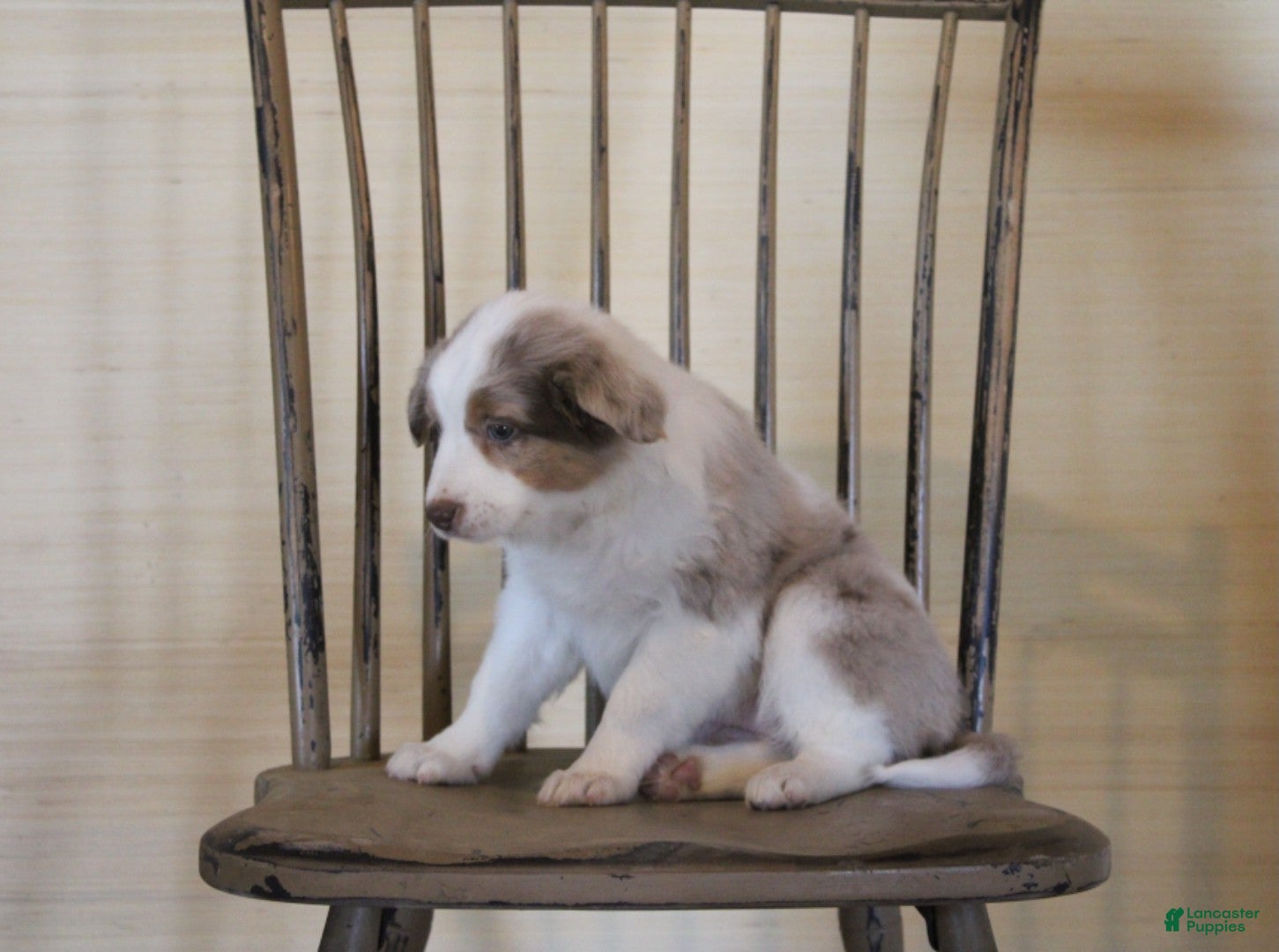 Australian Shepherd dogs Butterscotch - Ad 2