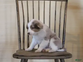 Australian Shepherd dogs Butterscotch - Ad 30