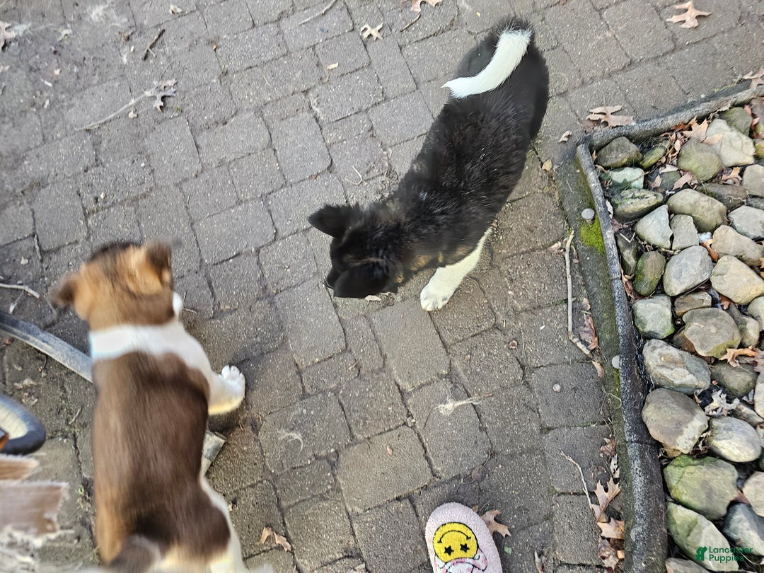 Akita dogs for sale: Champagne - Ad 3