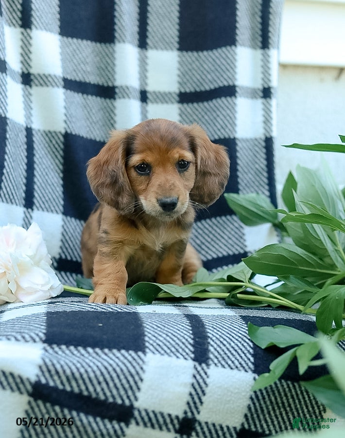 Miniature Dachshund dogs for sale: Cassidy - Ad 2