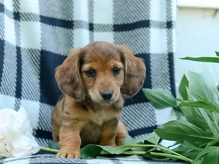 Miniature Dachshund dogs for sale: Cassidy - Ad 2