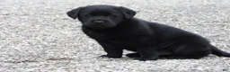 Labrador Retriever dogs for sale: Labrador Retriever Puppy 3 - Ad 10
