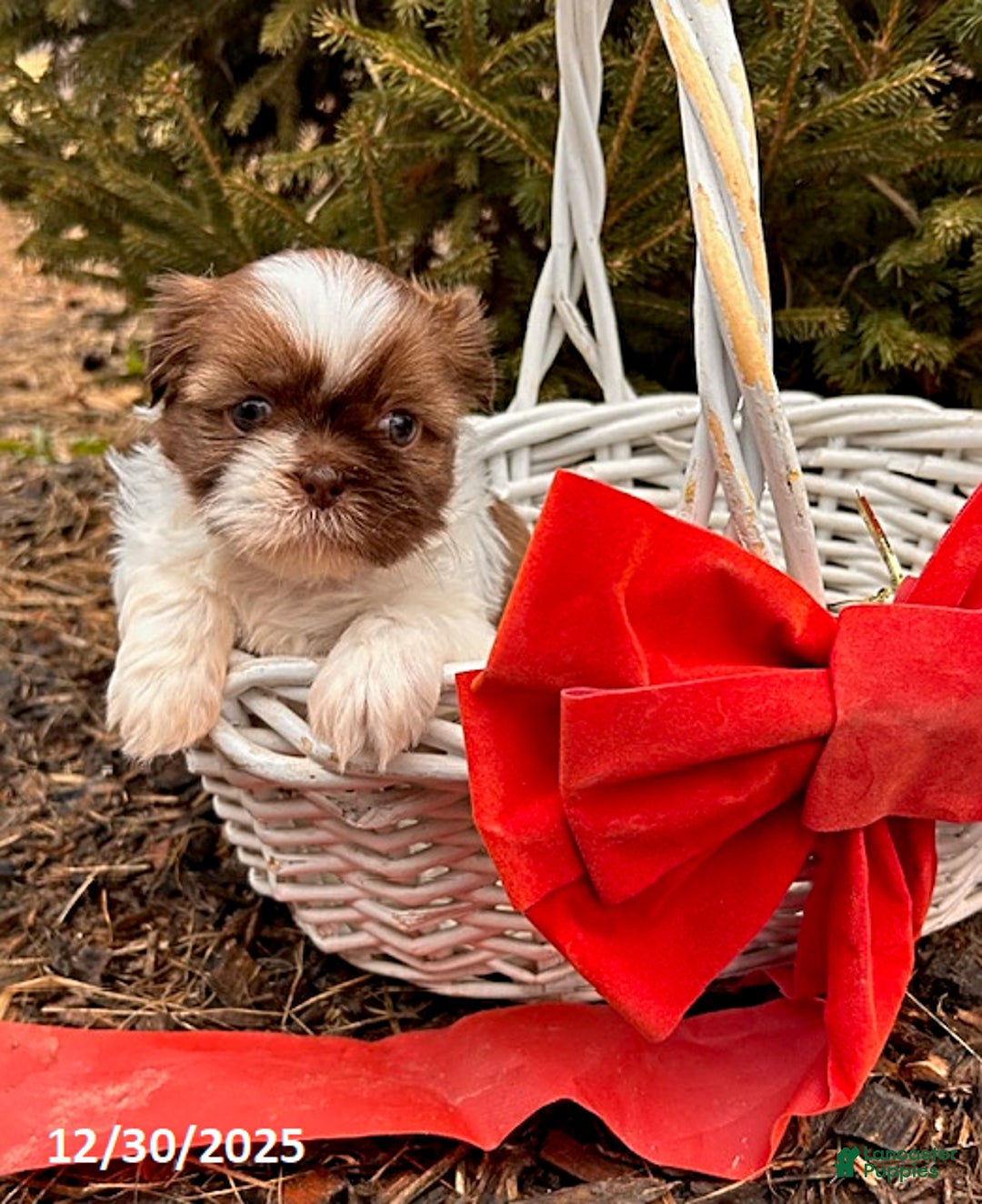 Shih Tzu dogs for sale: Belle - Ad 1