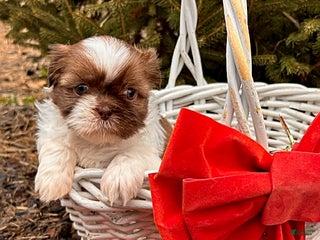 Shih Tzu dogs Belle - Ad 35