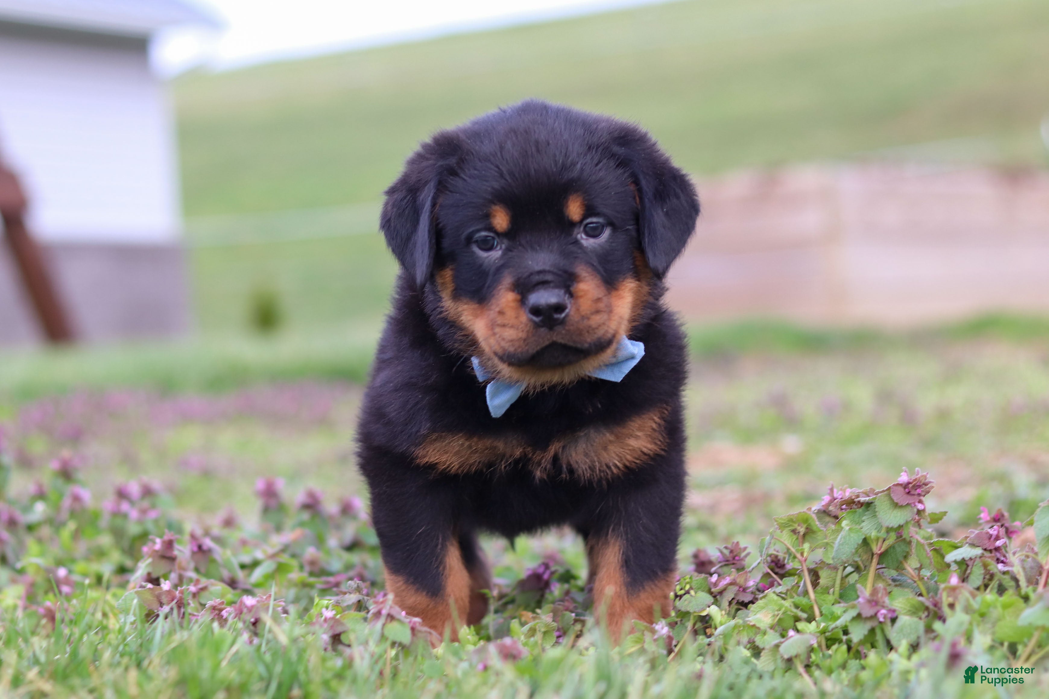 Rottweiler dogs Roscoe - Ad 1