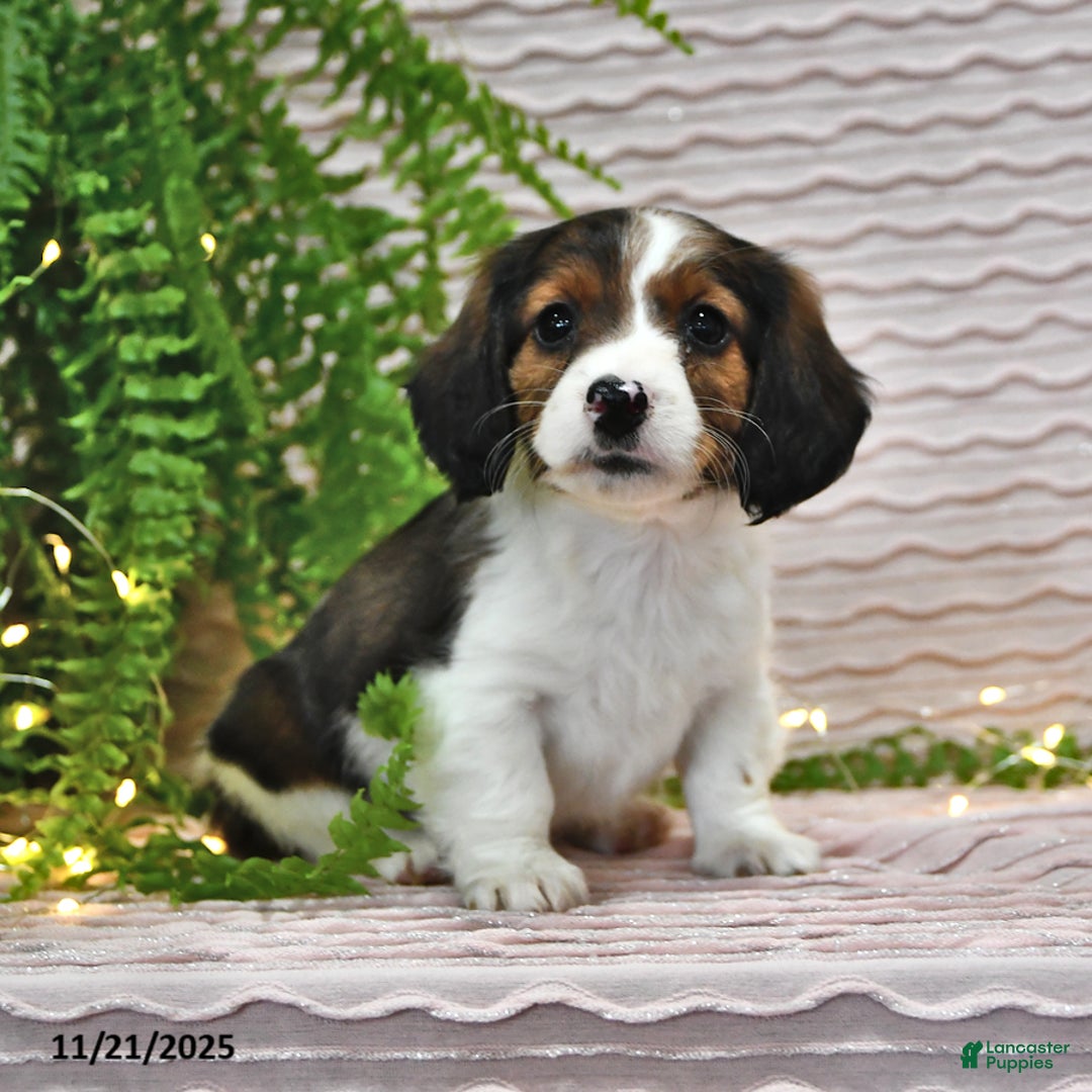 Miniature Dachshund dogs for sale: Tina - Ad 3