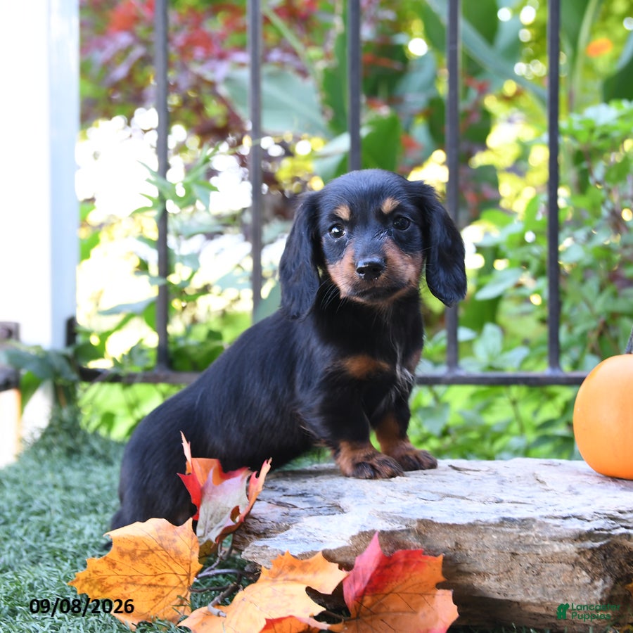 Miniature Dachshund dogs Nugget - Ad 1