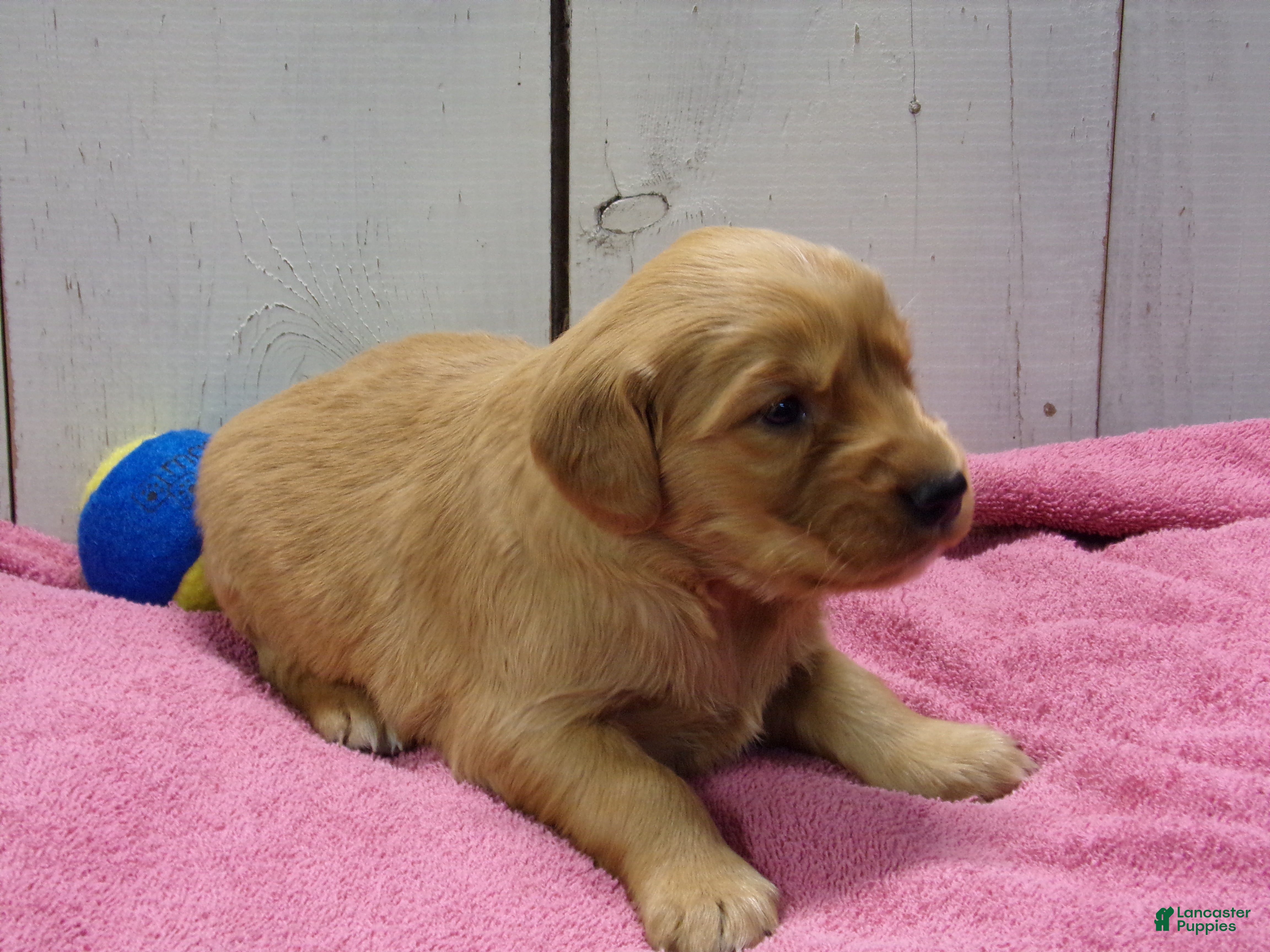 Golden Retriever dogs Bonnie - Ad 2