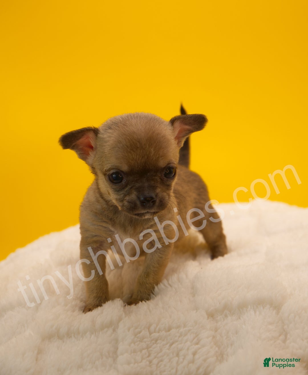 Chihuahua dogs for sale: Lily - Ad 1