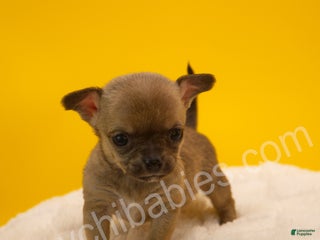 Chihuahua dogs Lily - Ad 25