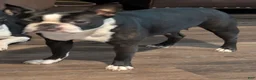 Boston Terrier dogs for sale: Sylvester - Ad 4