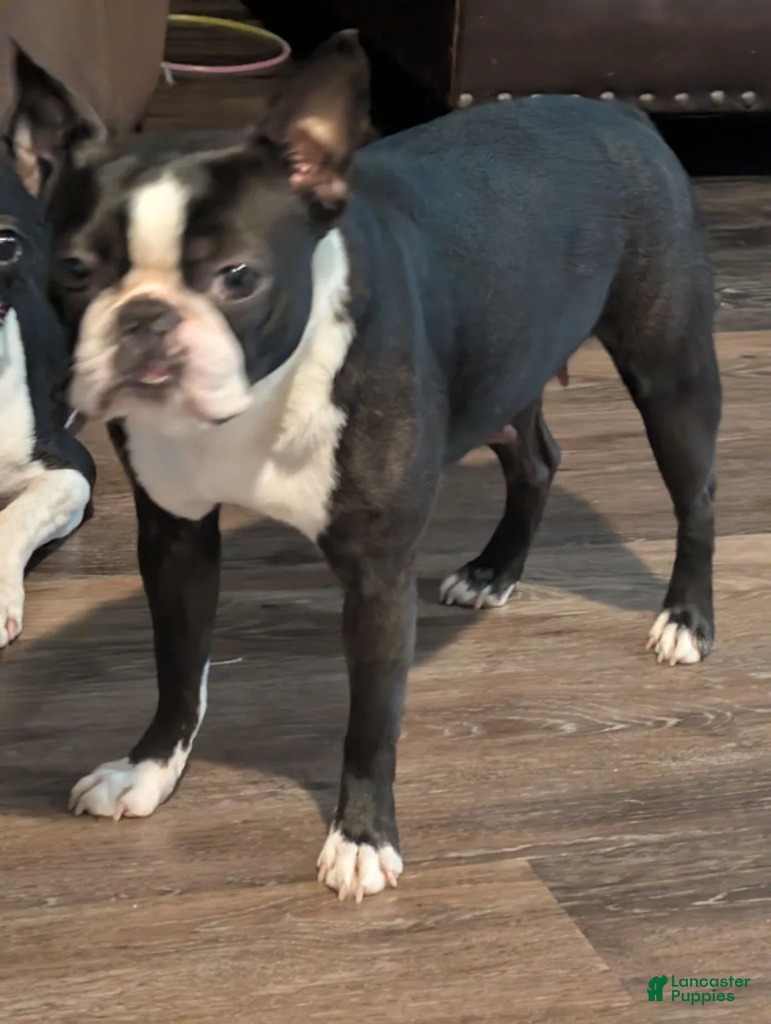 Boston Terrier dogs for sale: Sylvester - Ad 4