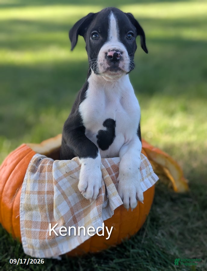 Boxer dogs Kennedy - Ad 3