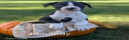 Boxer dogs for sale: Kennedy - Ad 1