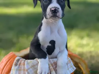 Boxer dogs Kennedy - Ad 3