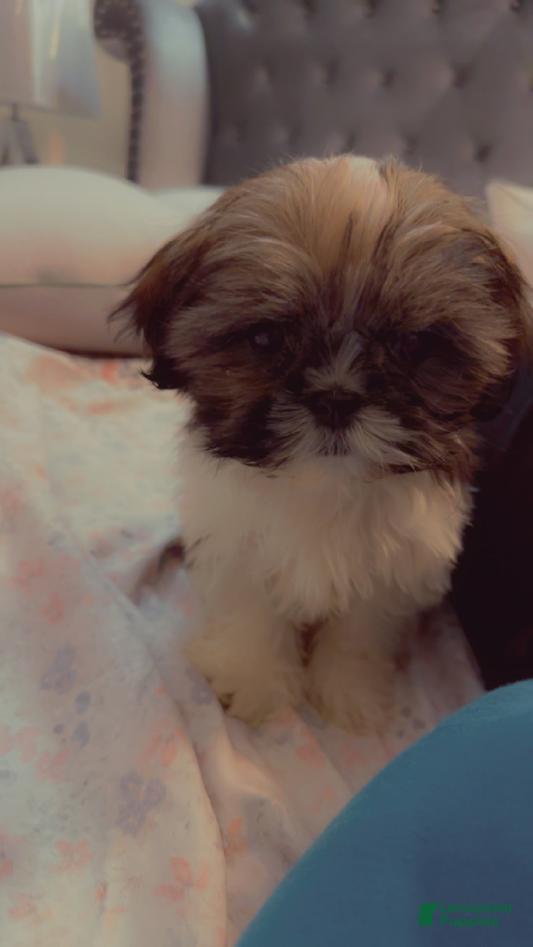 Shih Tzu dogs for sale: Shih Tzu Puppy 5 - Ad 2