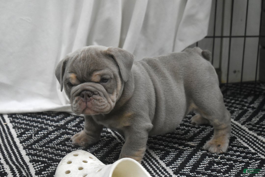 English Bulldog dogs for sale: August - Ad 2