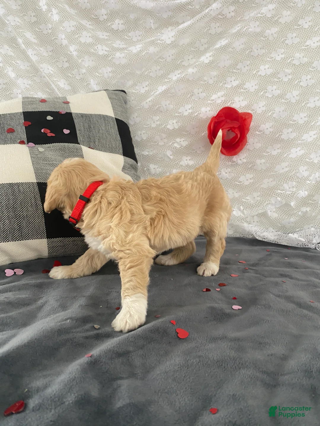 Mixed Breed dogs for sale: Kaya - Ad 5