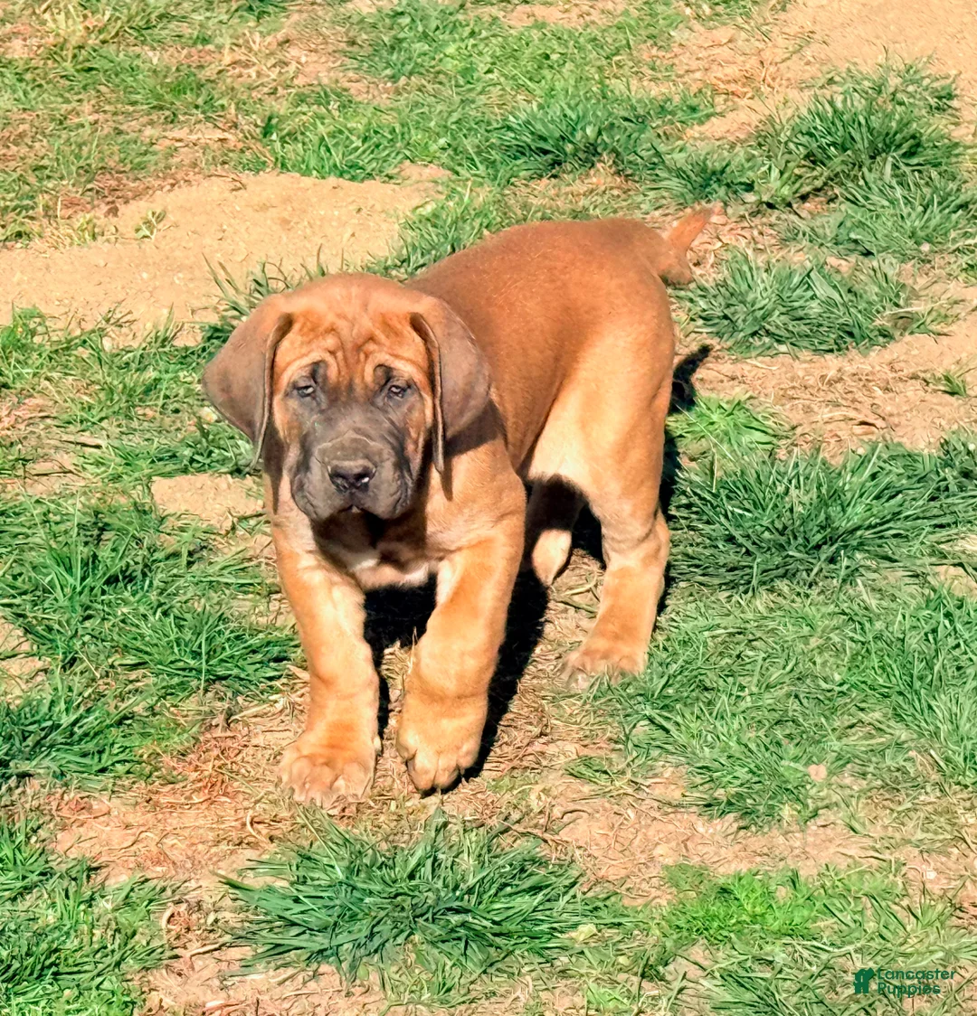 Mixed Breed dogs for sale: Mixed Breed Puppy 1 - Ad 4