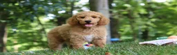 Standard Poodle dogs for sale: Leo - Ad 17