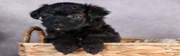 Mini Aussiedoodle dogs for sale: Snickers - Ad 6