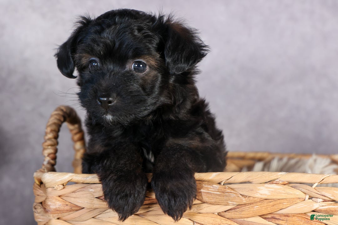 Mini Aussiedoodle dogs for sale: Snickers - Ad 6