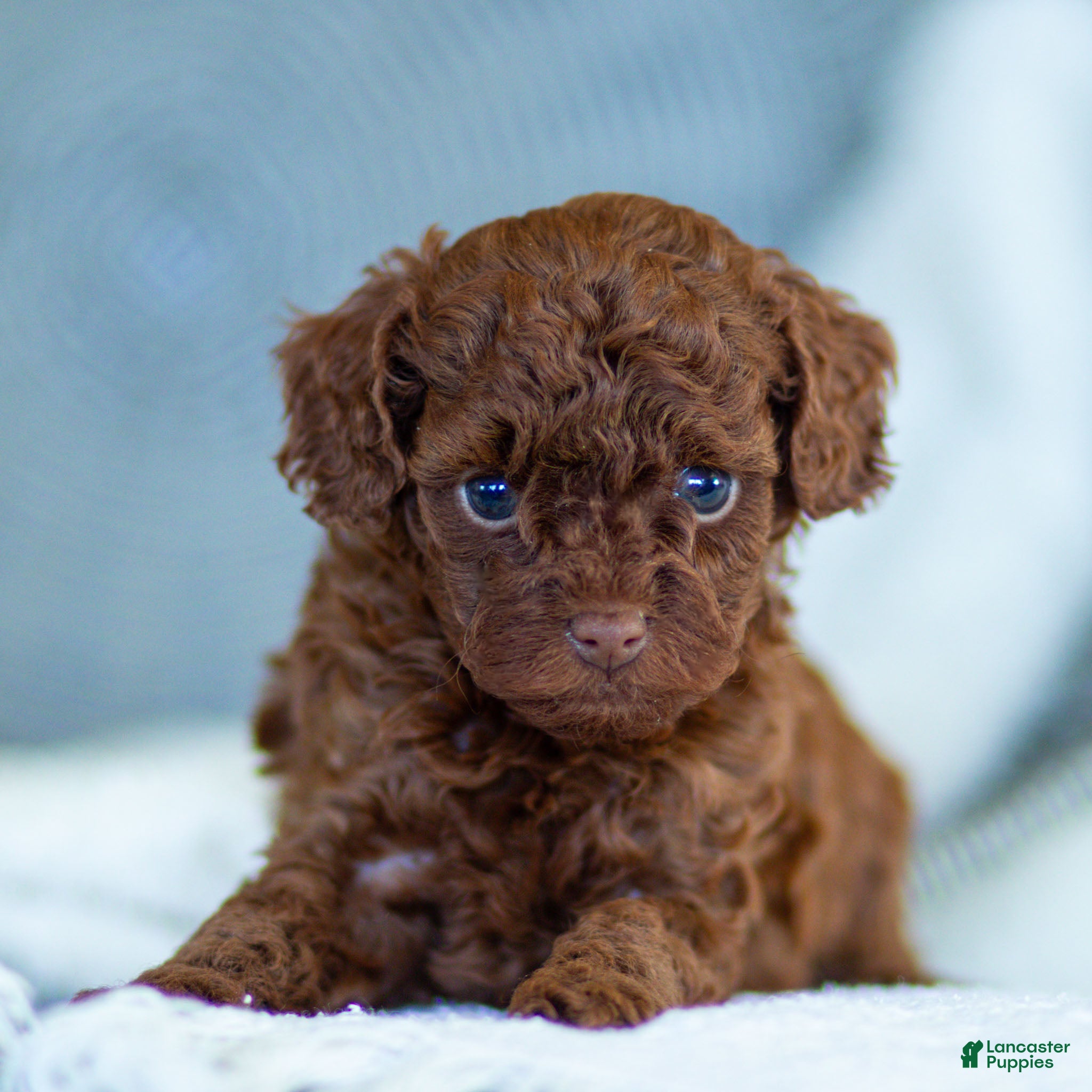 Toy Poodle dogs Rachelle Toy Poodle Puppy  - Ad 1