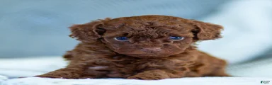 Rachelle Toy Poodle Puppy 