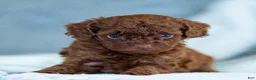 Toy Poodle dogs for sale: Rachelle Toy Poodle Puppy  - Ad 1