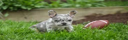 French Bulldog dogs for sale: Archie Beautiful Merle  Pup💙🐾 - Ad 15